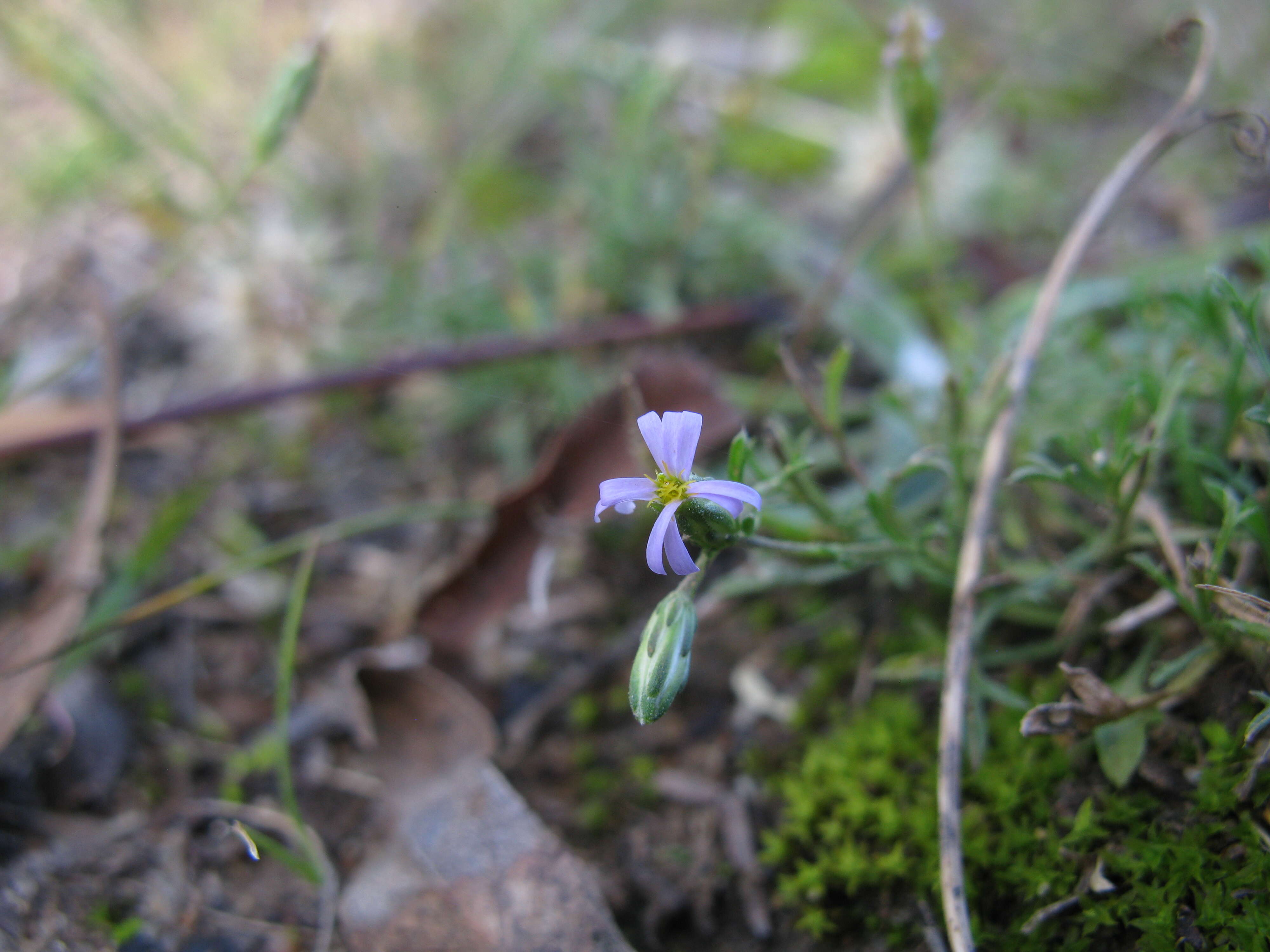 Image of Vittadinia muelleri N. T. Burbidge