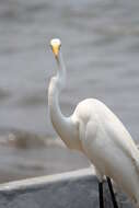 Image of Great Egret