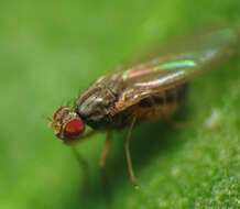 Image of Pomace fly