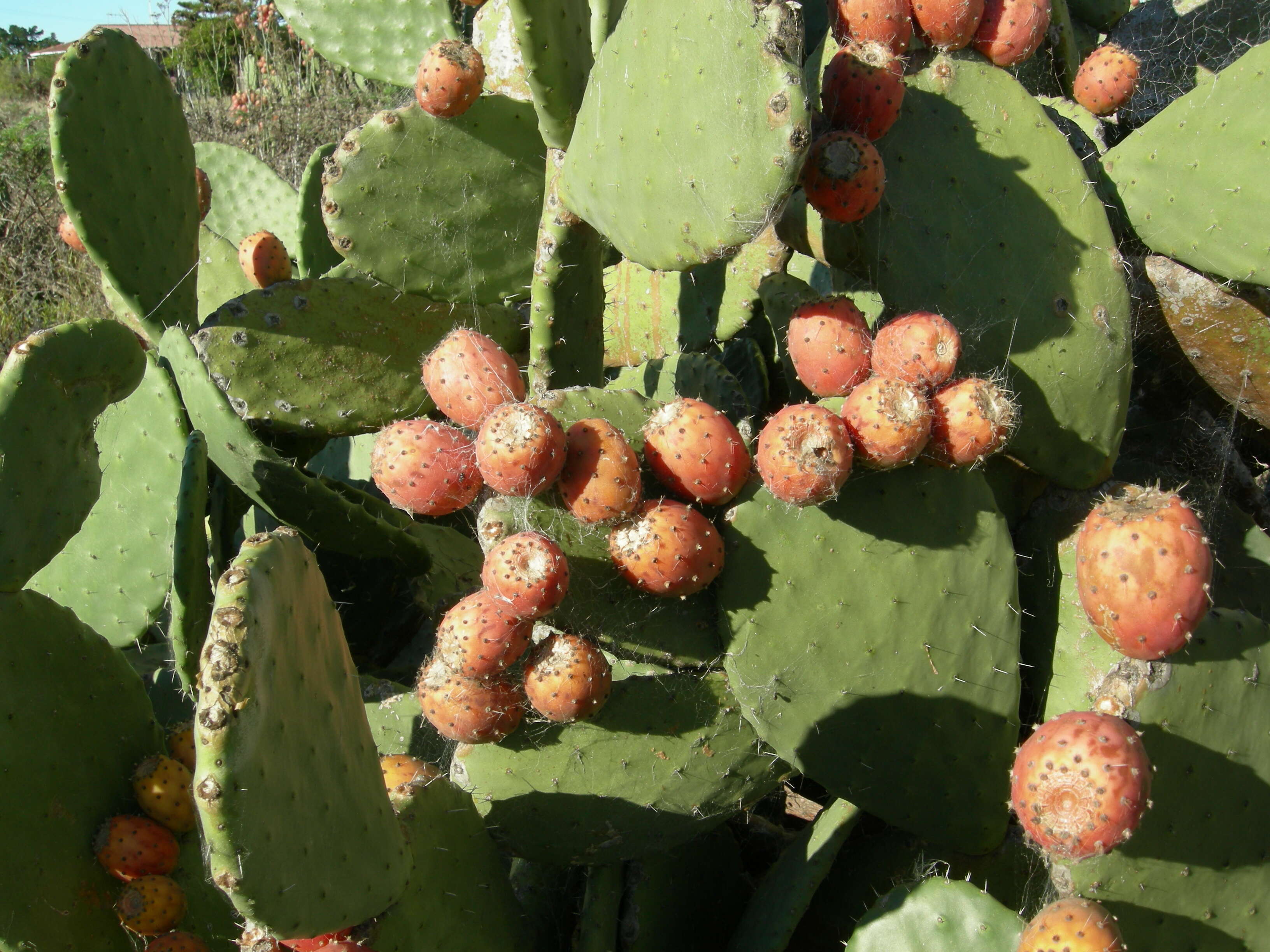 Image of Common Pricklypear