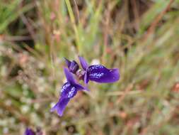 Utricularia delphinioides Thorel ex Pellegr. resmi