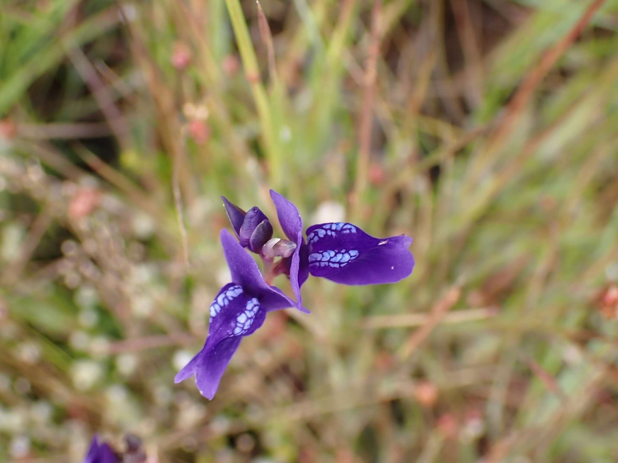 Utricularia delphinioides Thorel ex Pellegr. resmi