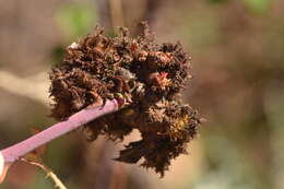 Image of Mossy Rose Gall Wasp