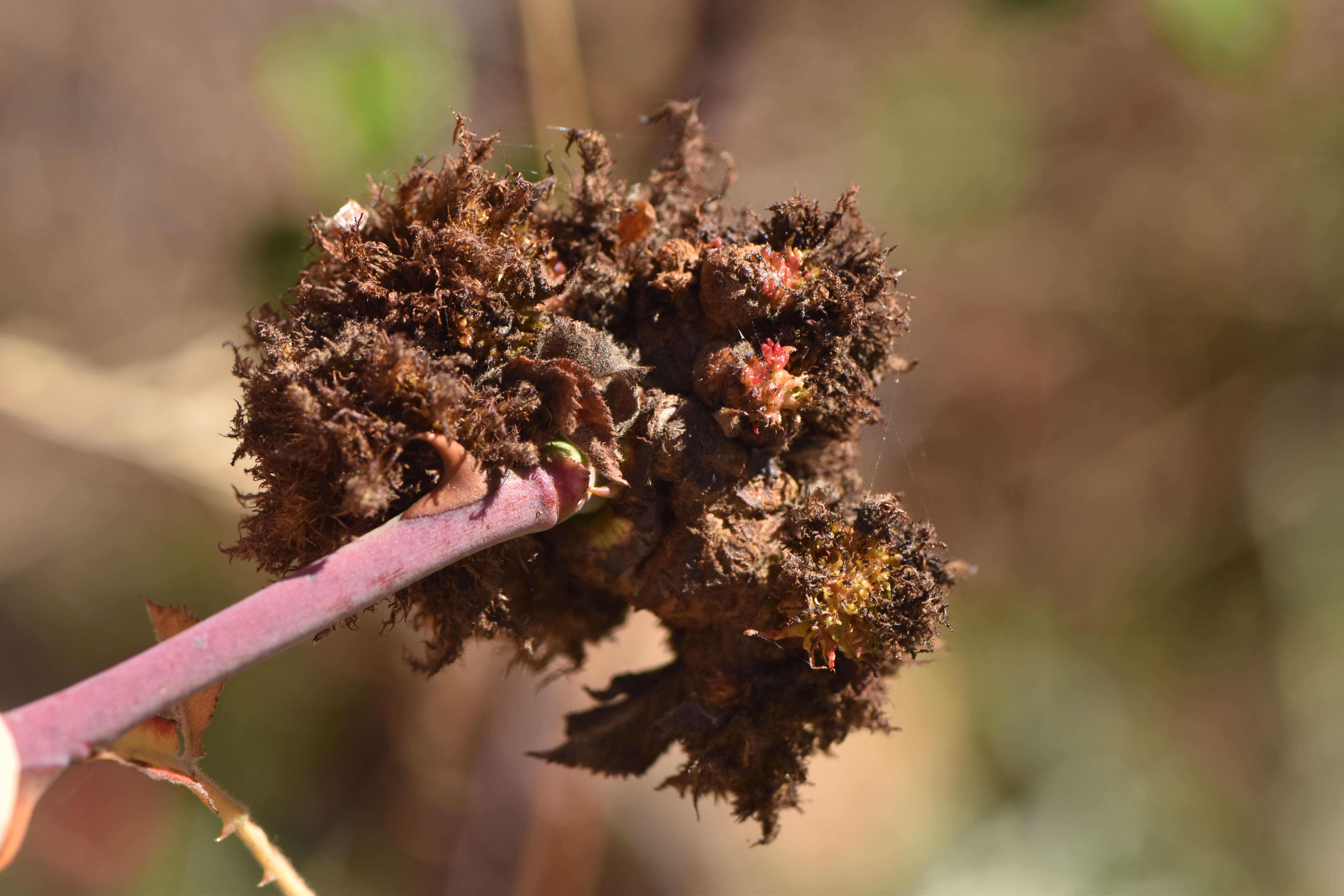 Image de Cynips du rosier