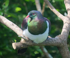 Image of Kererū