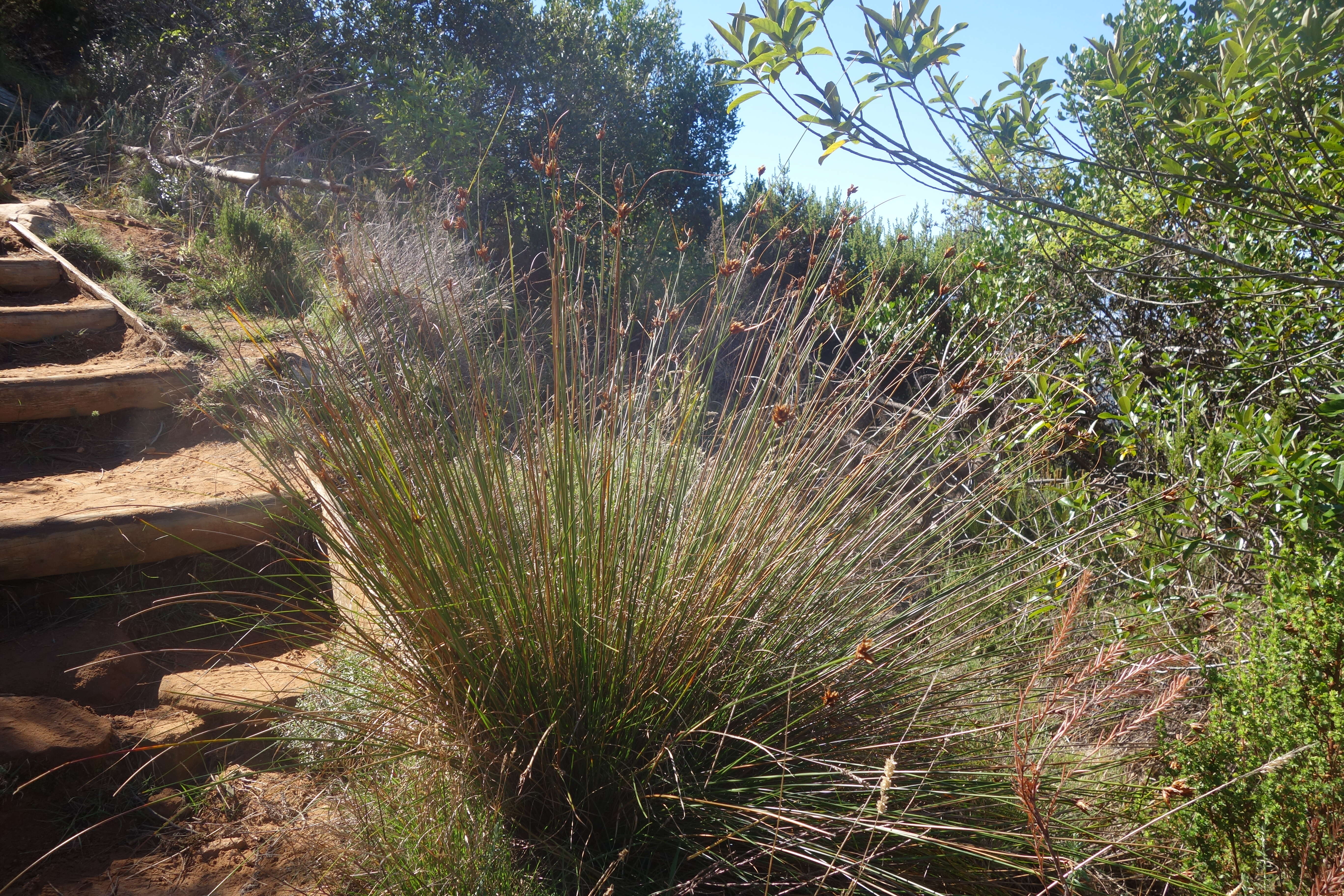 Image of Tetraria compar (L.) B. D. Jacks.