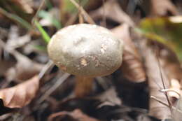 Image of Boletus subtomentosus L. 1753