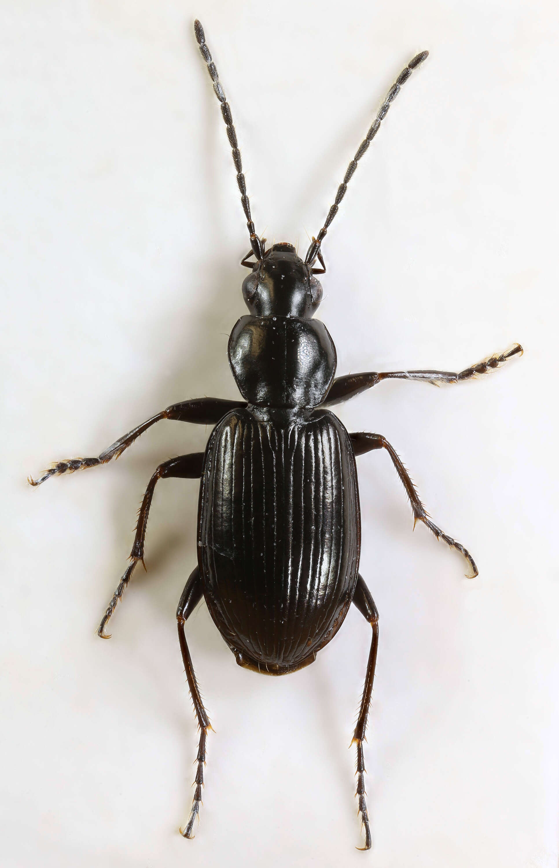 Image of Agonum (Europhilus) gracile Sturm 1824