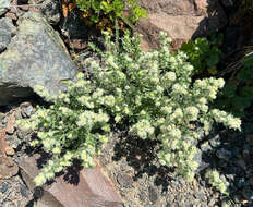 Image of Intermountain bedstraw