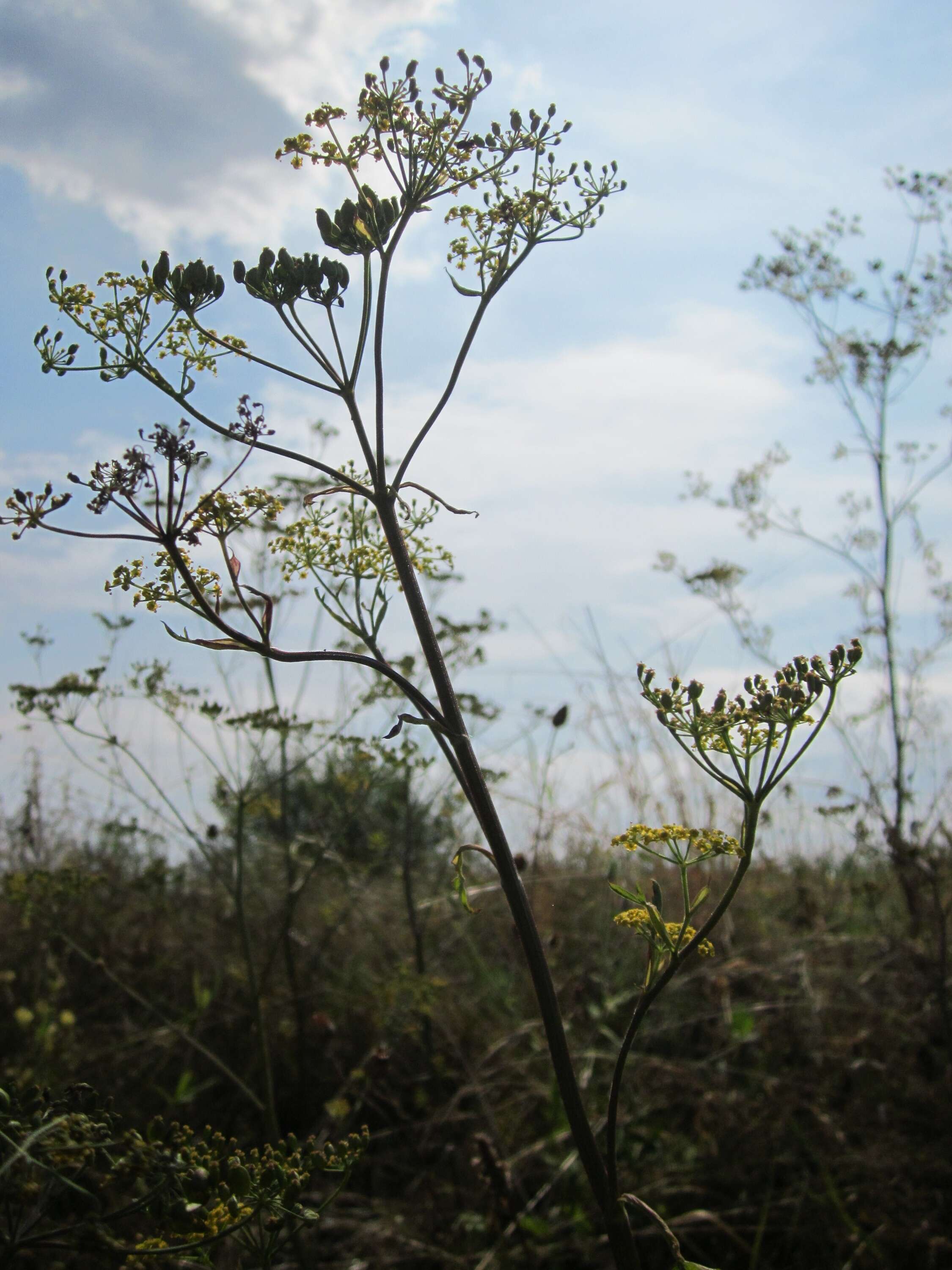 Image of wild parsnip