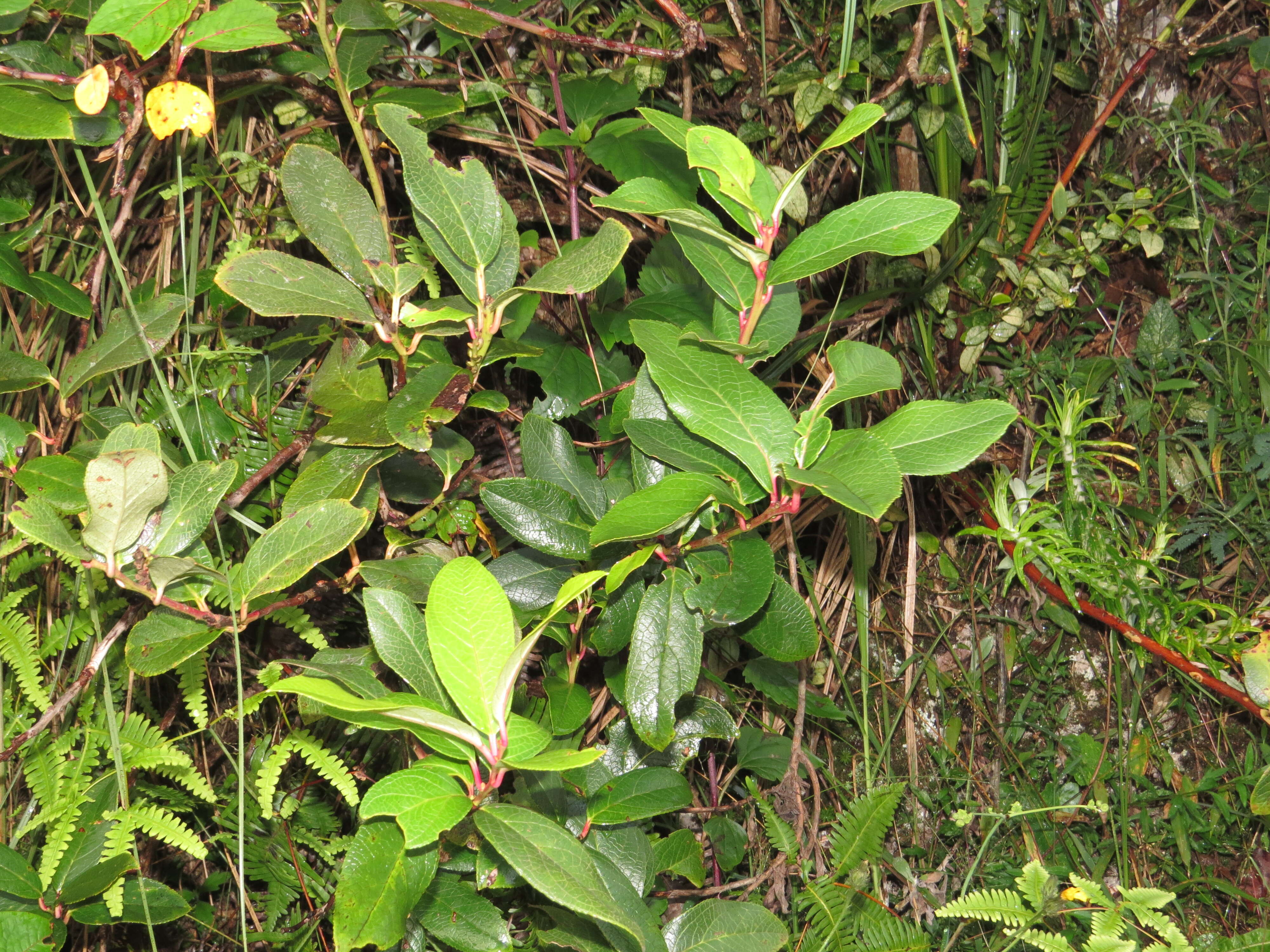 Image of Gaultheria fragrantissima Wall.