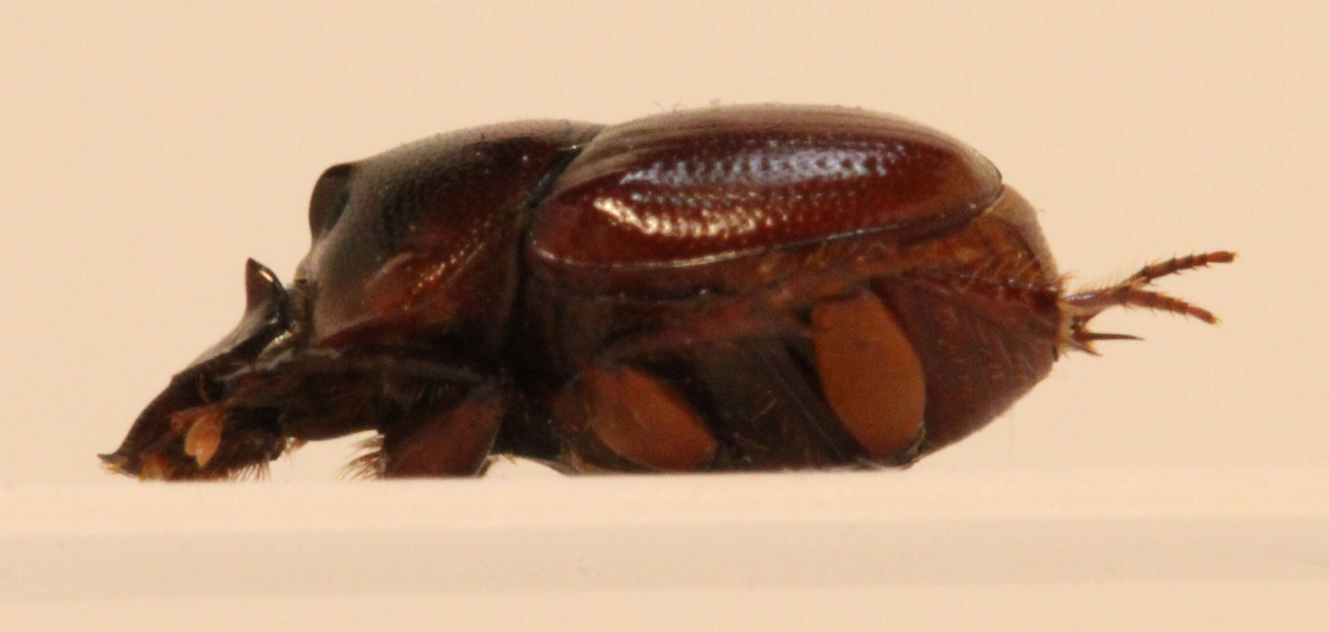 Image of Onthophagus