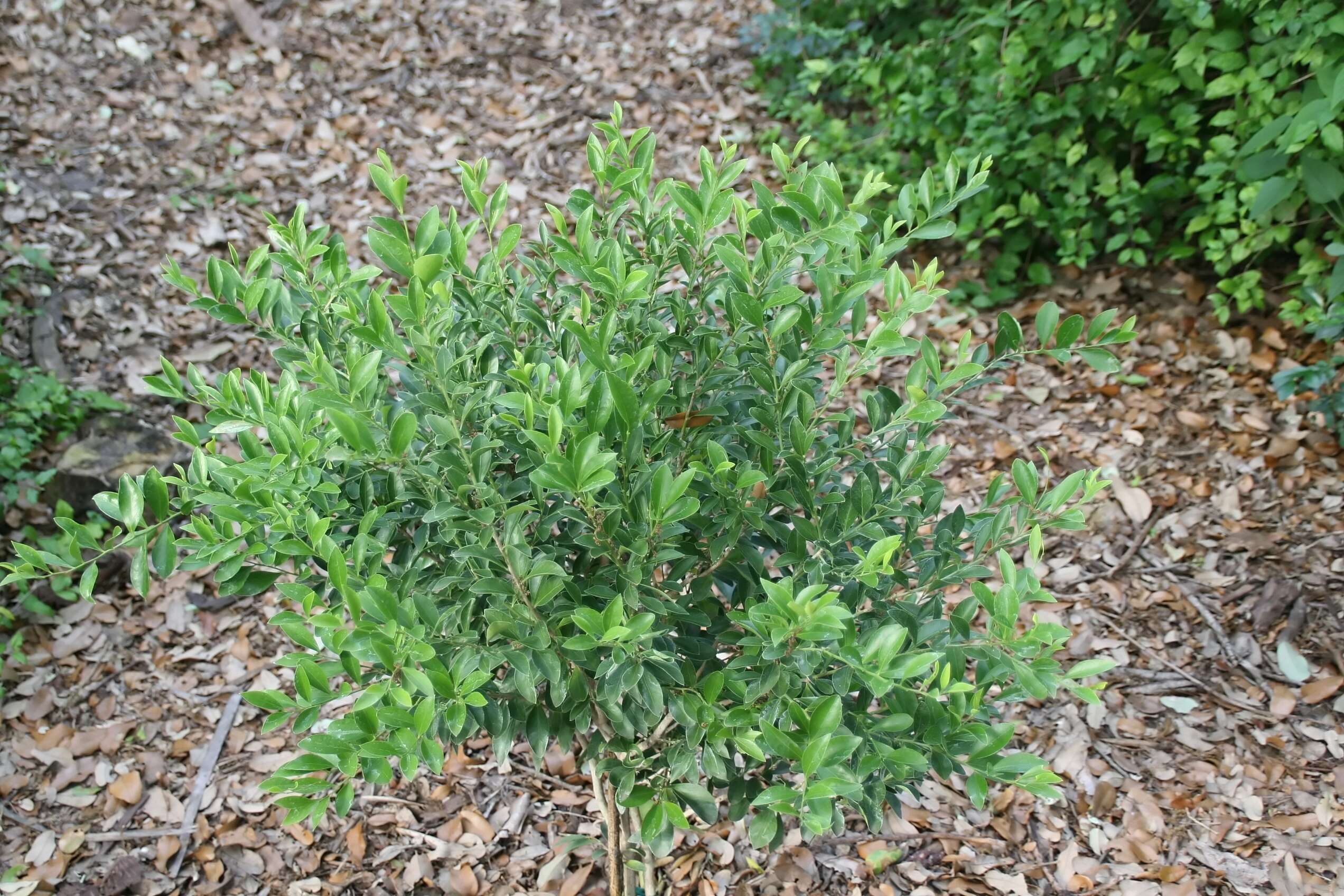 Image of Florida boxwood