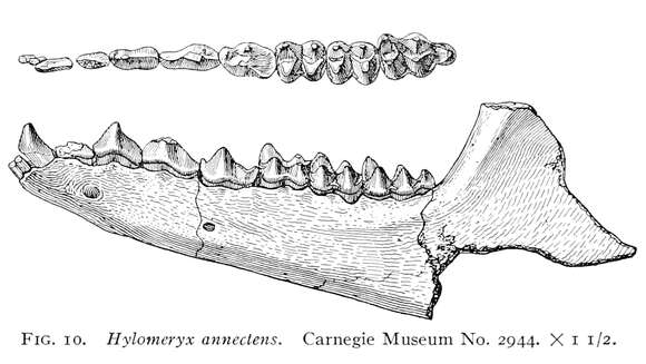 Image of camels and relatives