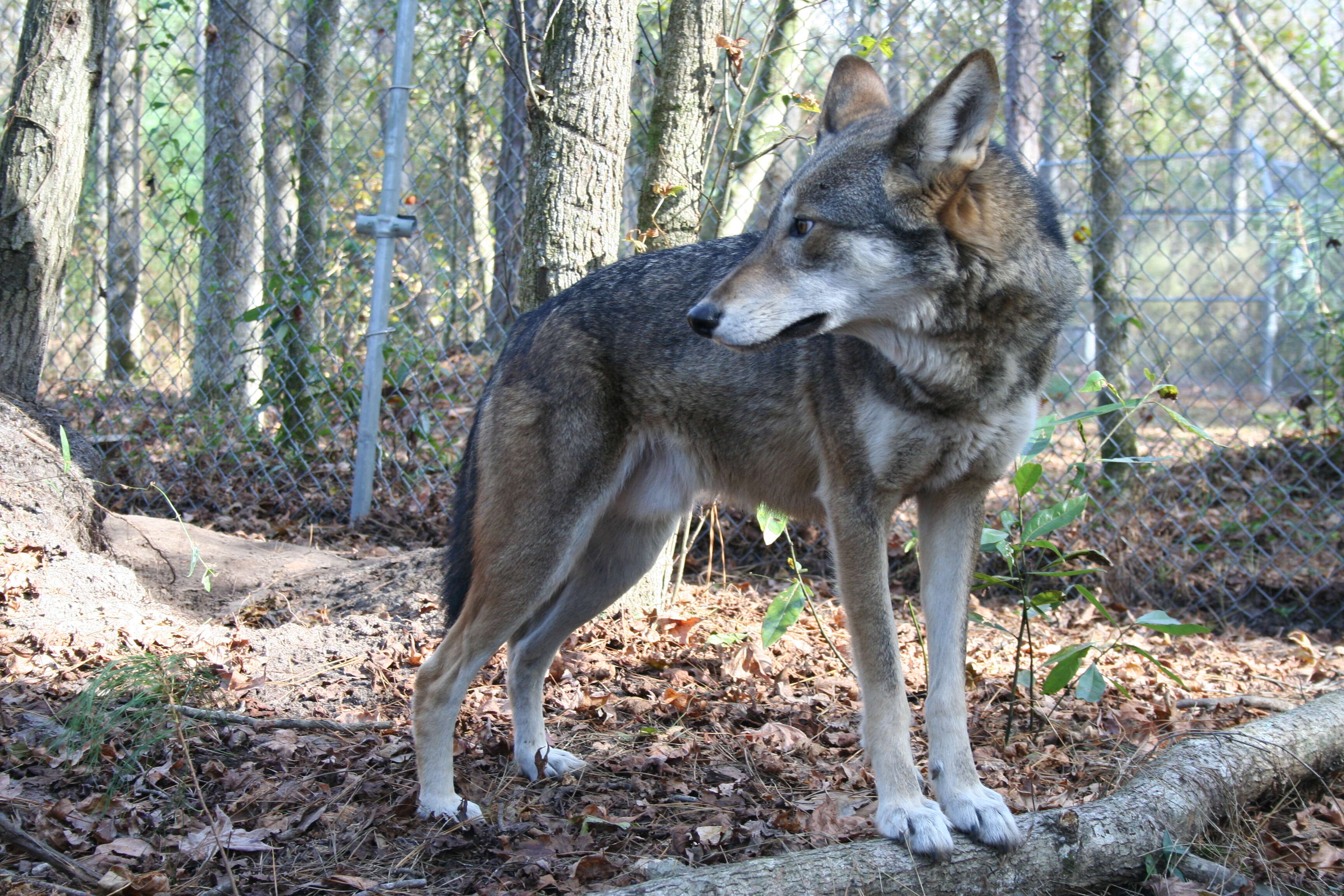 Image of Red wolf