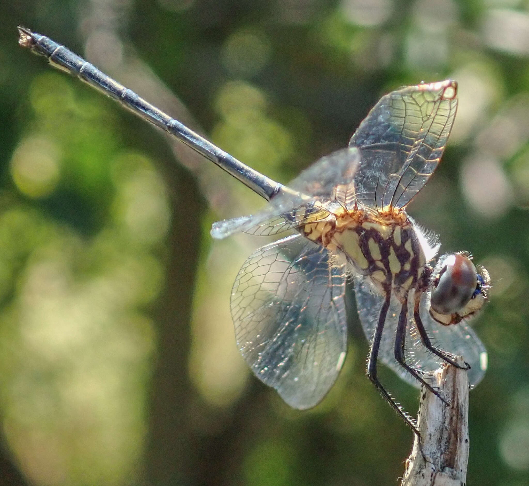 Image of Silhouette Dropwing