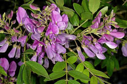 Image of Cork bush