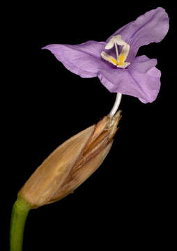 Imagem de Patersonia occidentalis R. Br.