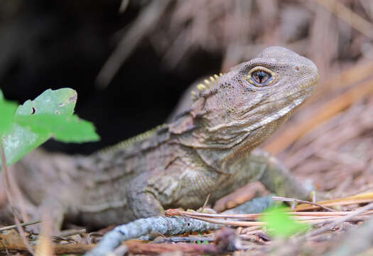 Imagem de Sphenodon punctatus (Gray 1842)