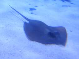 Image of Bluespotted Maskray