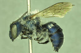 Image of Osmia calaminthae