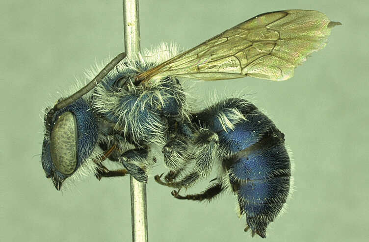 Image of Osmia calaminthae