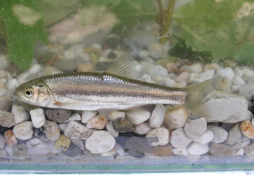 Image of Epiros riffle dace