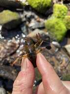 Image of Chattahoochee Crayfish