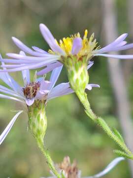 صورة Symphyotrichum fontinale (Alexander) G. L. Nesom