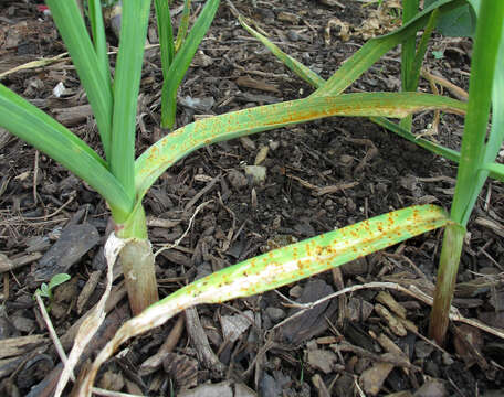 Image of Puccinia porri (Sowerby) G. Winter 1881