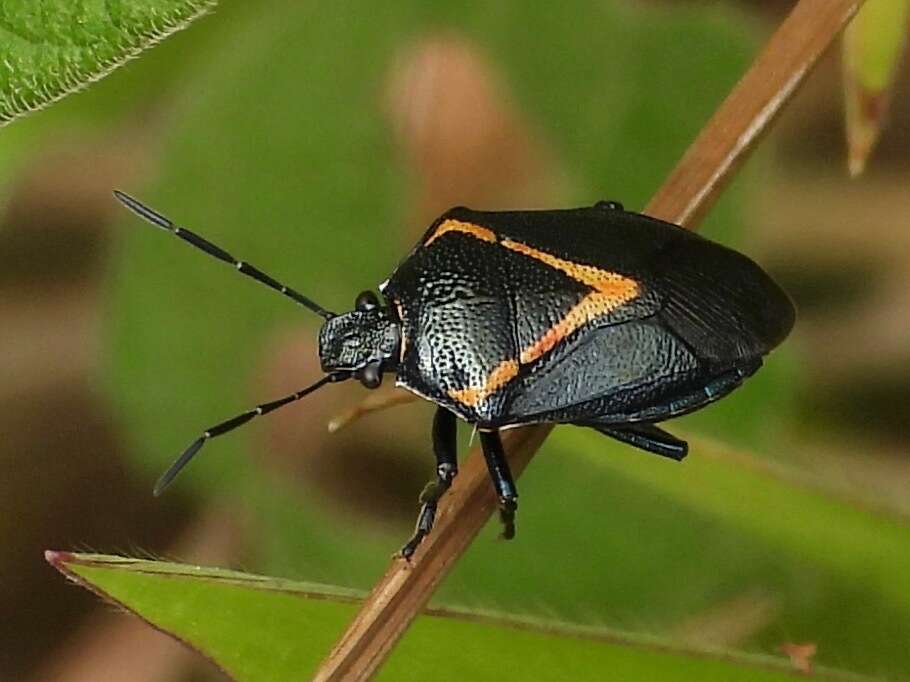 Perillus confluens (Herrich-Schaeffer 1839) resmi