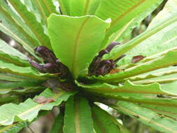 Image of wetforest cyanea