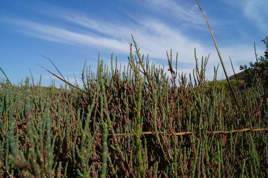 Image of Salicornia neei Lagasca