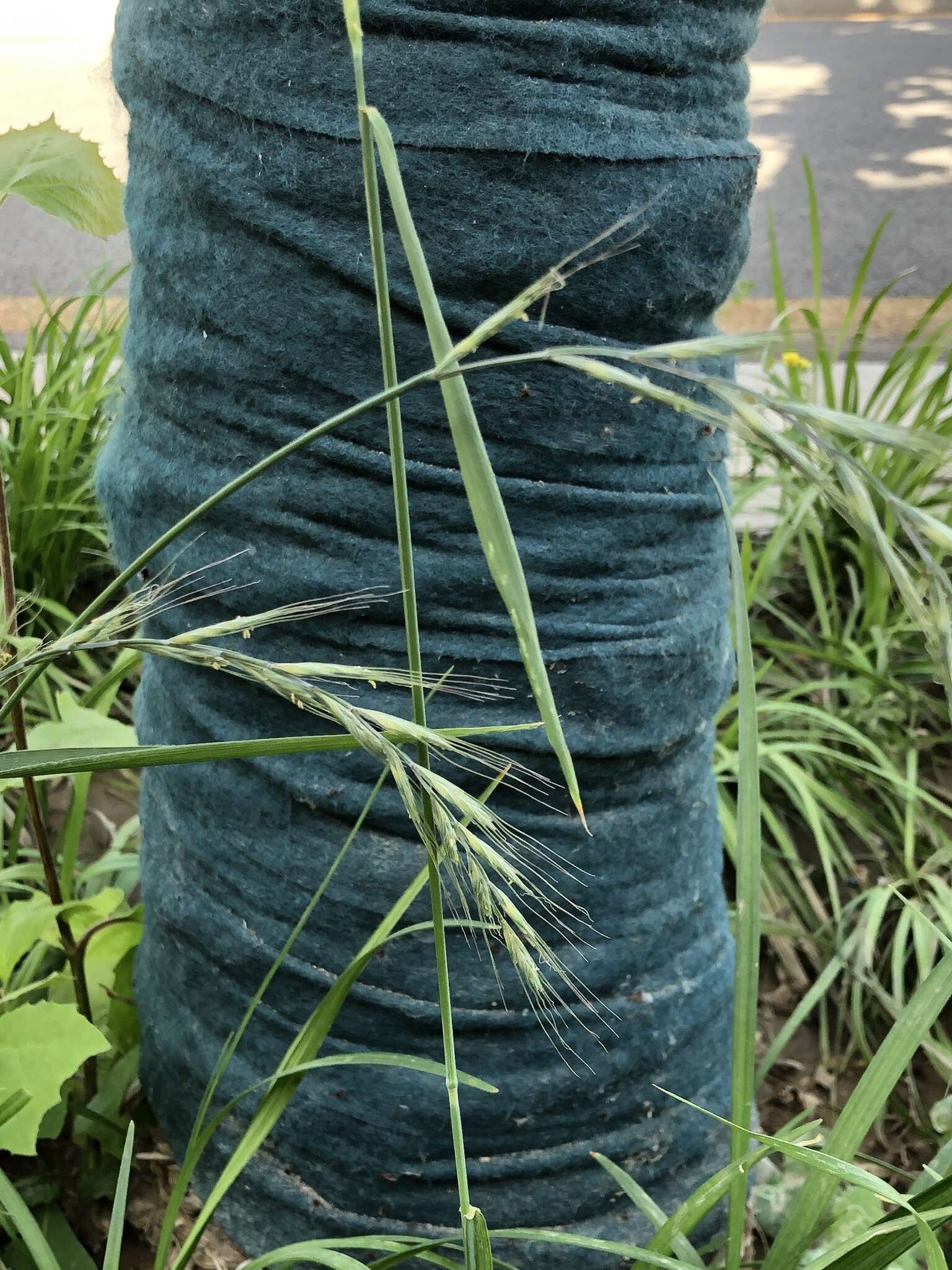 Image of Dahurian wild rye