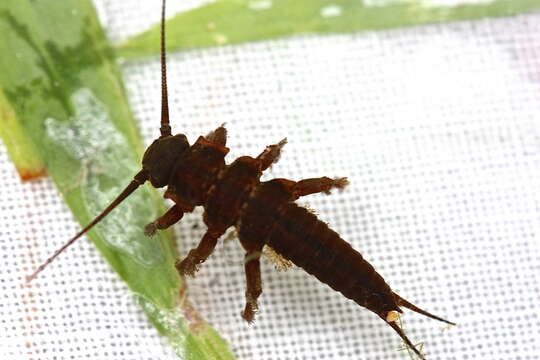 Image of American Salmonfly