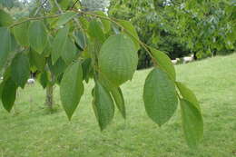 Image of Celtis julianae C. K. Schneid.