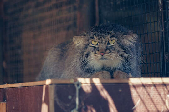 Image of Pallas’s cat