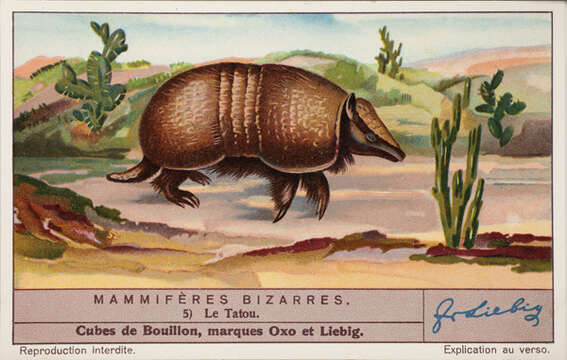 Image of giant armadillo