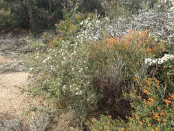 Image de Melaleuca calycina R. Br.