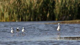 Image of Pied Stilt