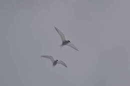 Image of Antarctic Tern