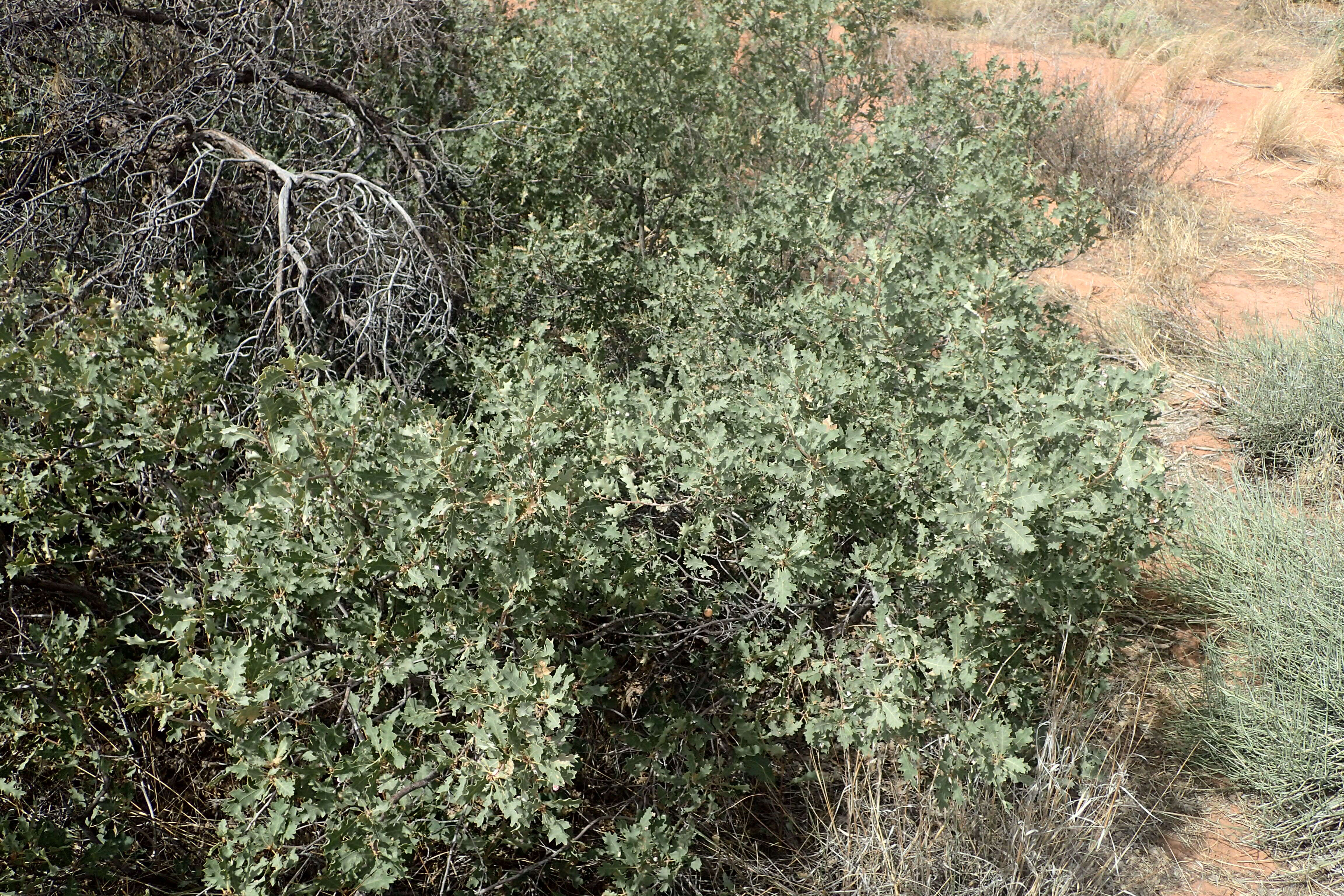 Image of Havard oak