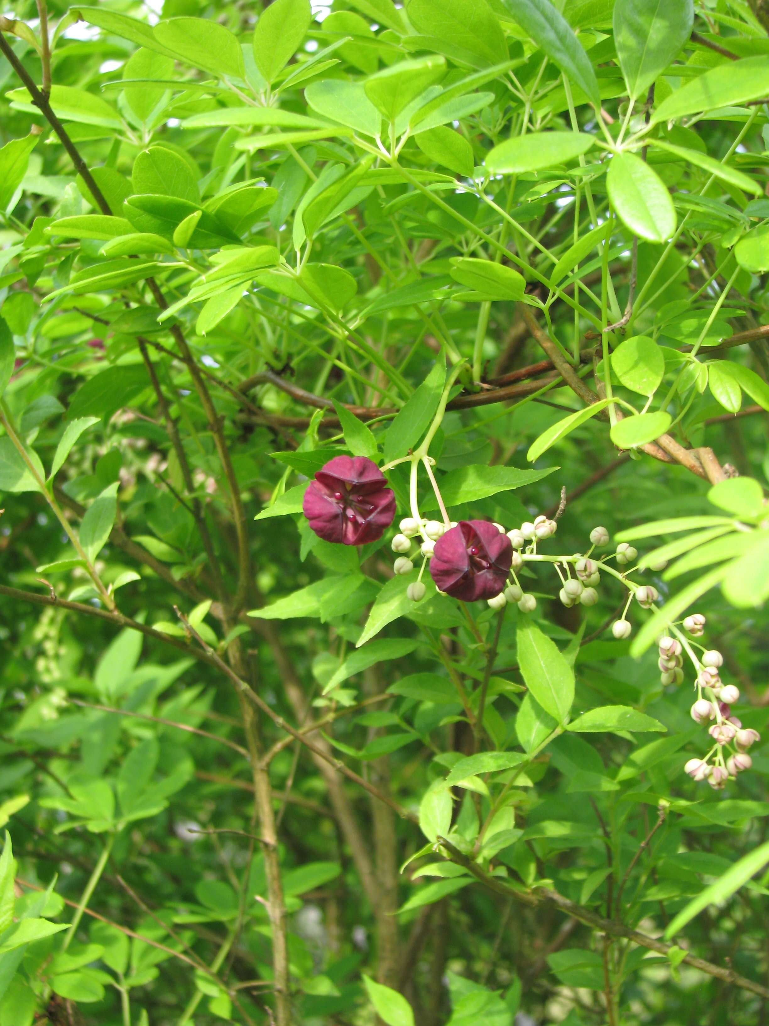 Image de Akebia longiracemosa