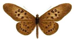 Image of Acraea rogersi Hewitson 1873