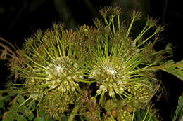 Image of Flat-crown Albizia