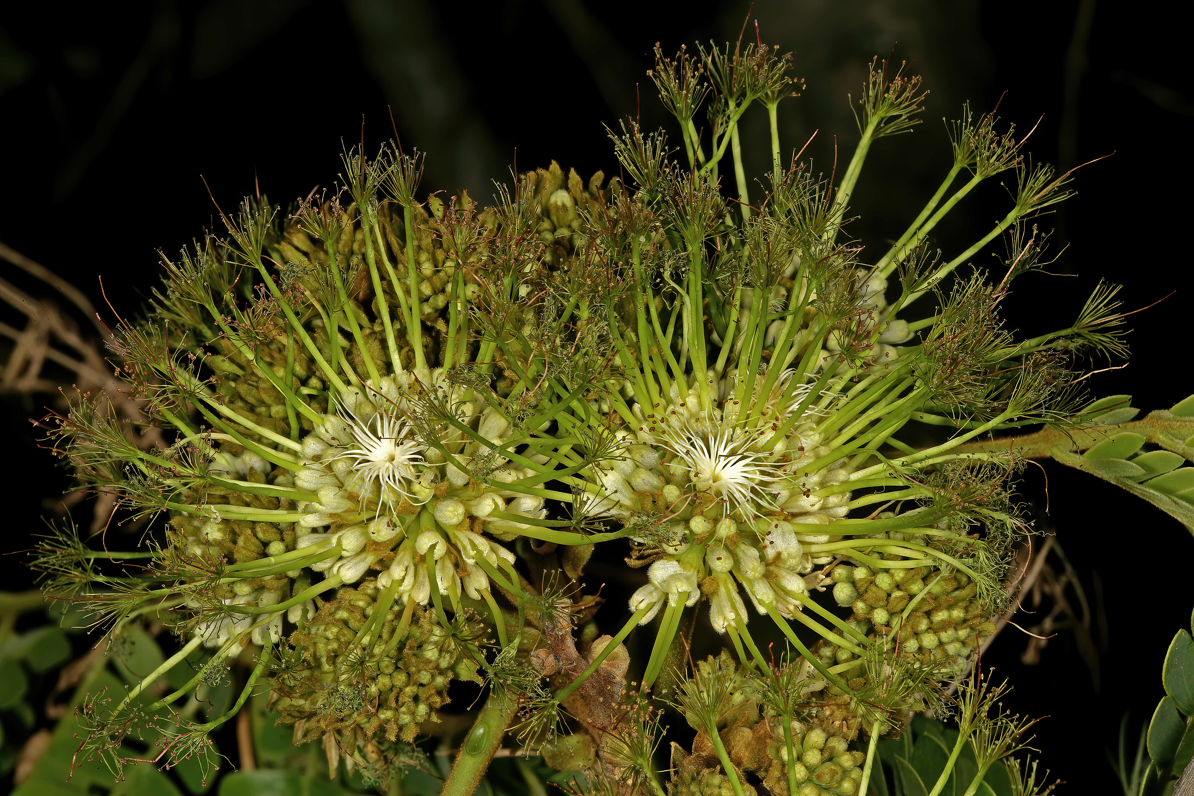 Image of Flat-crown Albizia