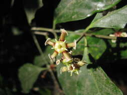 Image of Euonymus indicus Heyne ex Roxb.