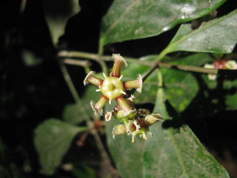 Слика од Euonymus indicus Heyne ex Roxb.