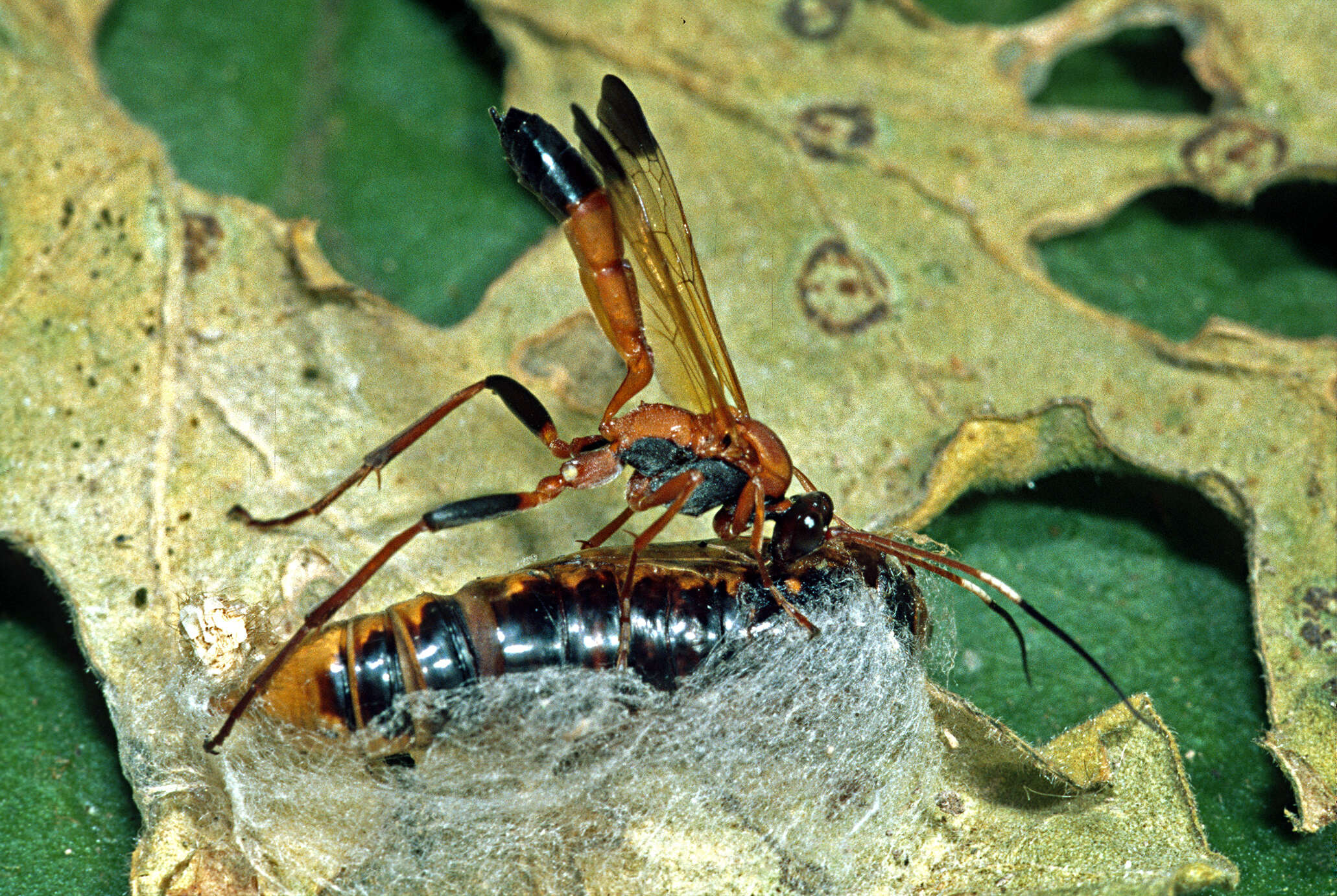 Image of Ctenochares bicolorus (Linnaeus 1767)