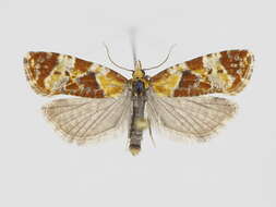 Image of Phtheochroa vulneratana Zetterstedt